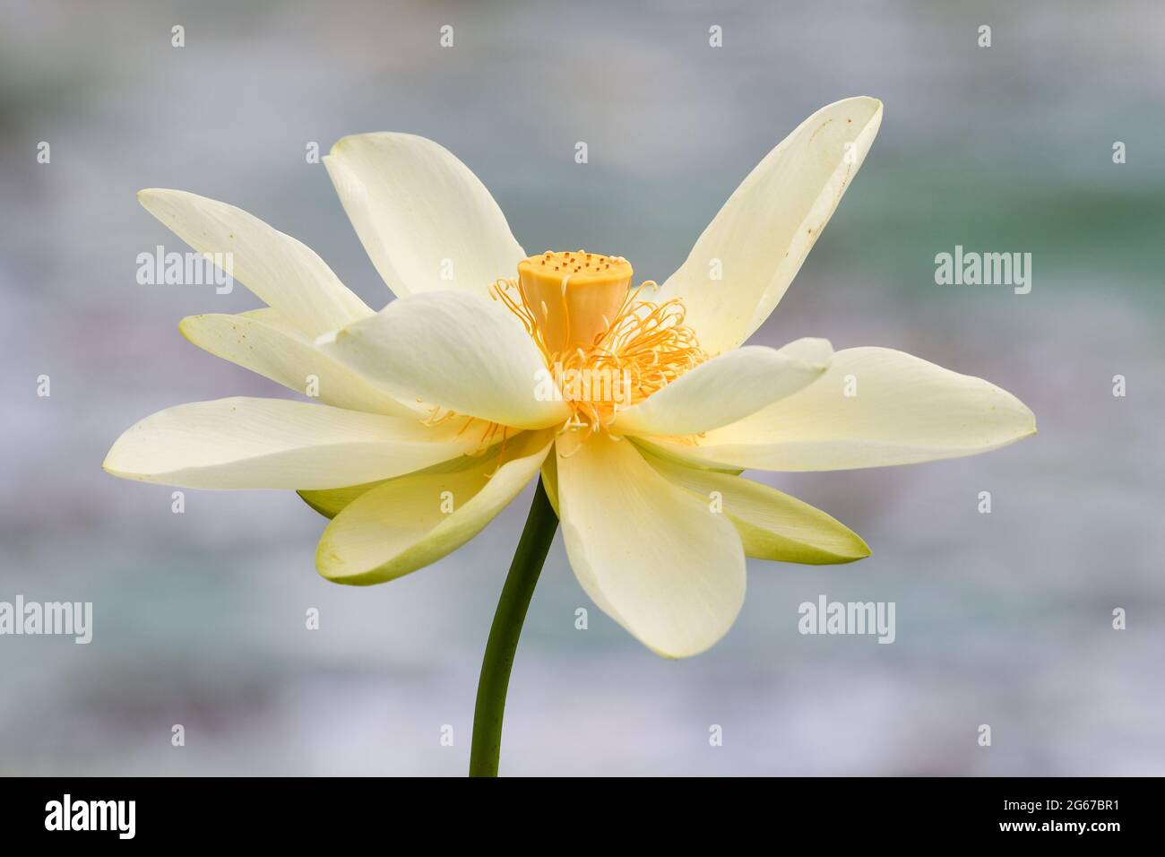 A yellow lotus blooming at a park in Texas Stock Photo Alamy