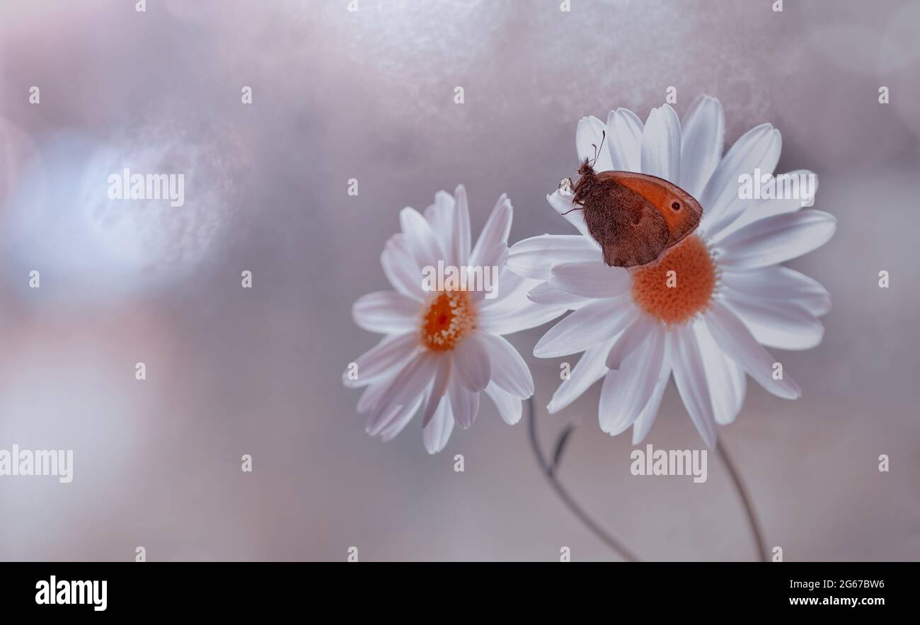 Daisy, flowers in dew Stock Photo - Alamy