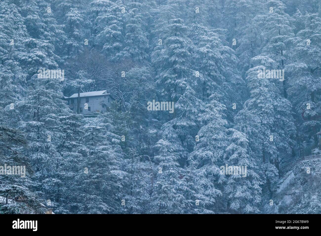 Latest views of Snowfall in Shimla Stock Photo