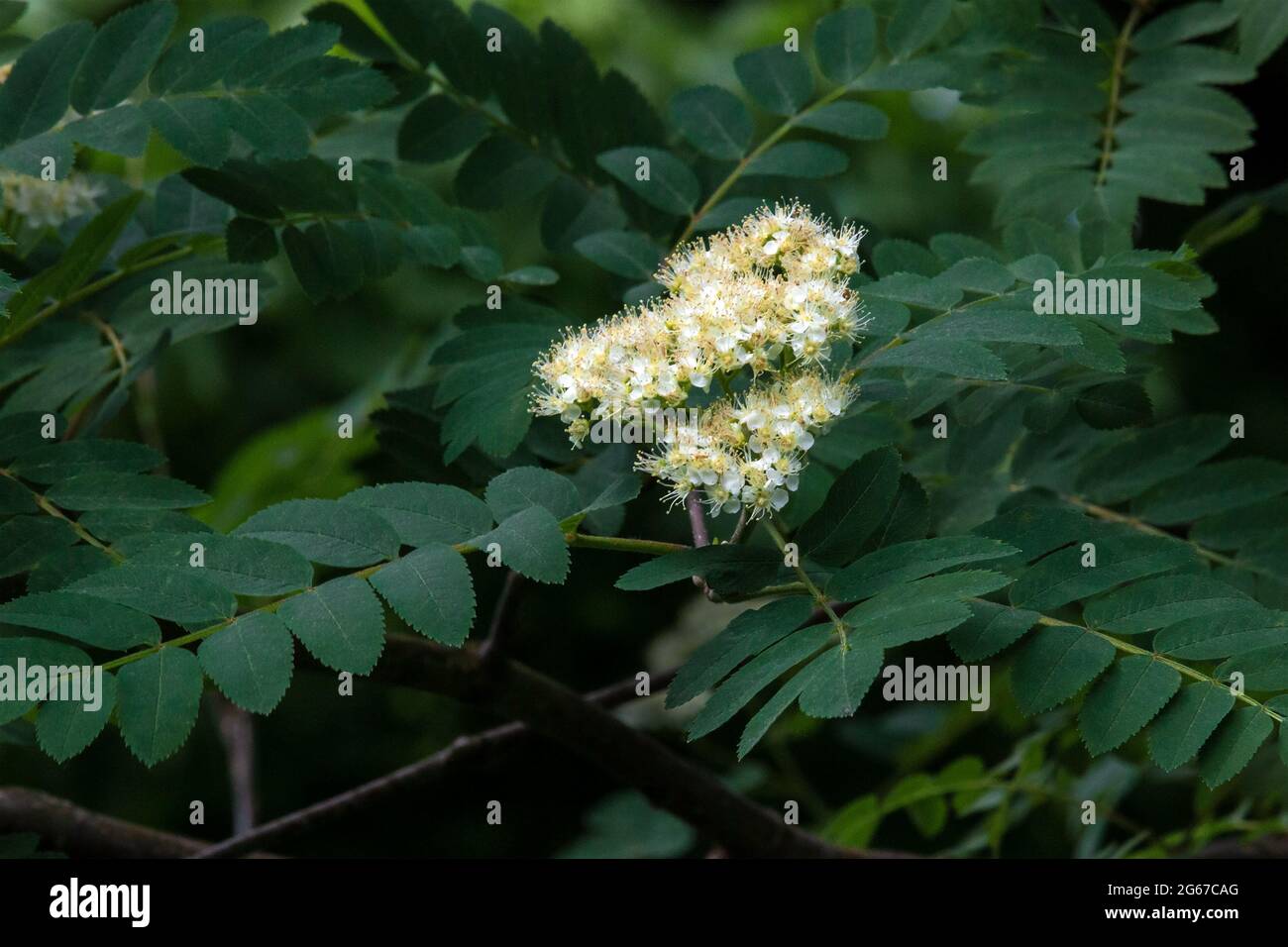 European Mountain-Ash, Sorbus aucuparia, in bloom in Pennsylvania;s ...