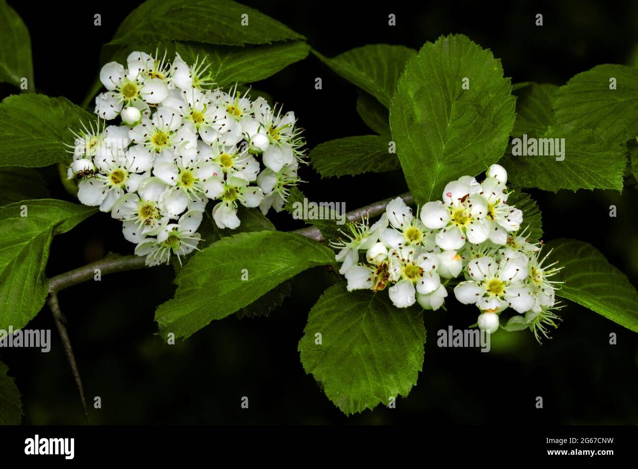 Cockspur Hawthorn in bloom in Pennsylvania's Pocono Mountains. An important wildlife tree that