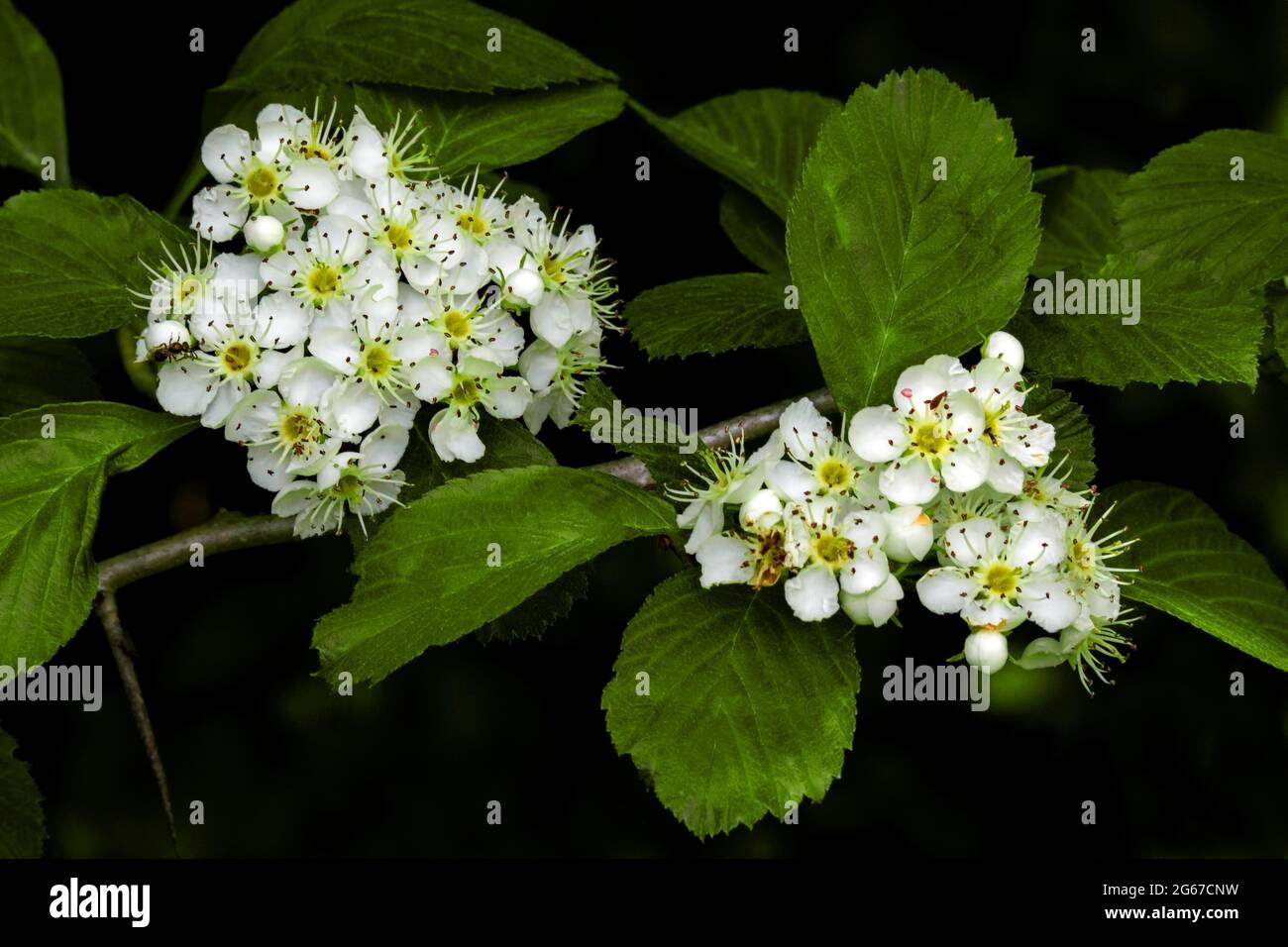 Cockspur Hawthorn in bloom in Pennsylvania's Pocono Mountains. An important wildlife tree that is frequently used in landscaping. Stock Photo