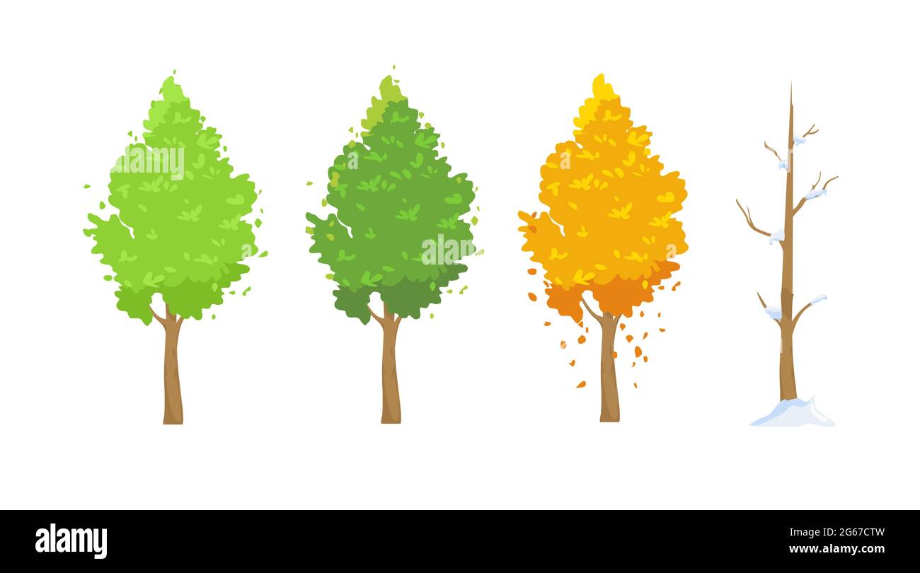 Vector illustration of tree in different seasons. Green in spring and ...