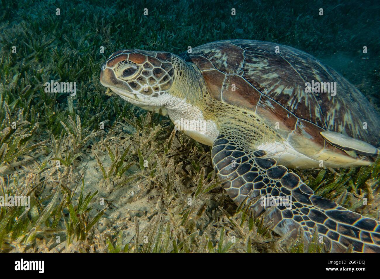 Hawksbill sea turtle in the Red Sea, Dahab, blue lagoon Sinai Stock ...