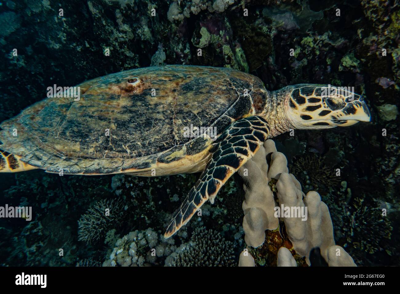 Hawksbill sea turtle in the Red Sea, Dahab, blue lagoon Sinai Stock ...