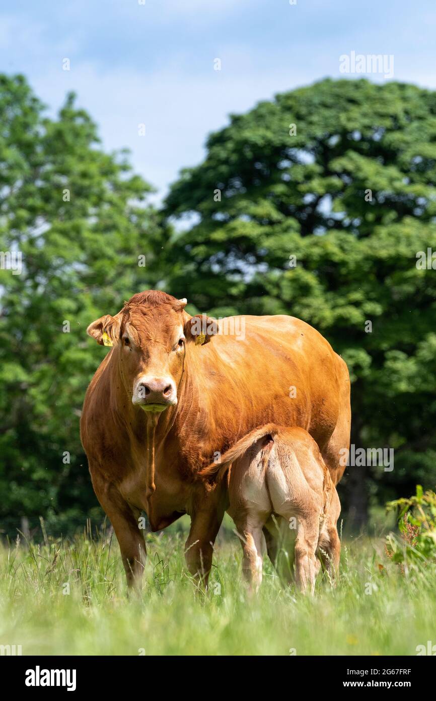 Pedigree Limousin beef cow with her calf suckling milk from her. Forest ...