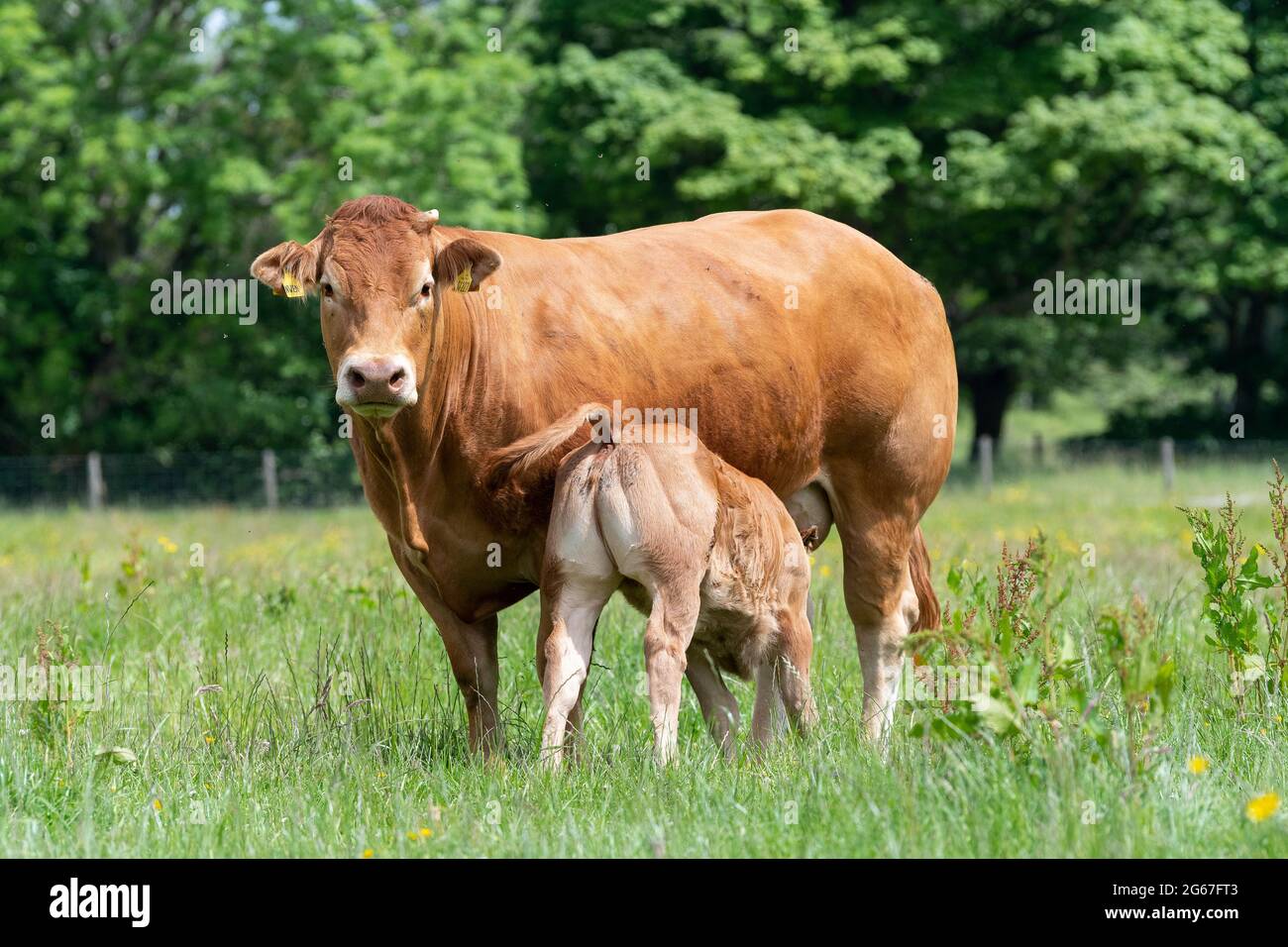 Pedigree Limousin beef cow with her calf suckling milk from her. Forest