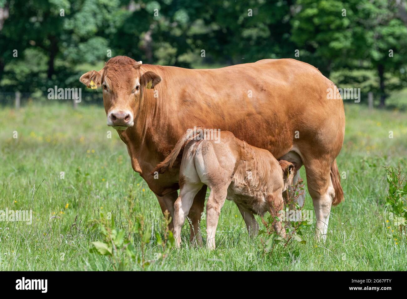 Pedigree Limousin beef cow with her calf suckling milk from her. Forest ...