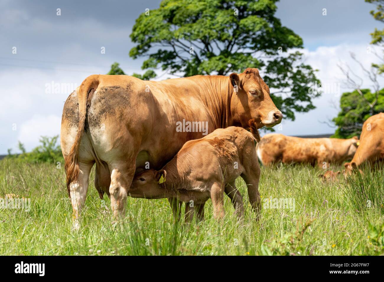 Pedigree Limousin beef cow with hr calf suckling milk from her. Forest ...