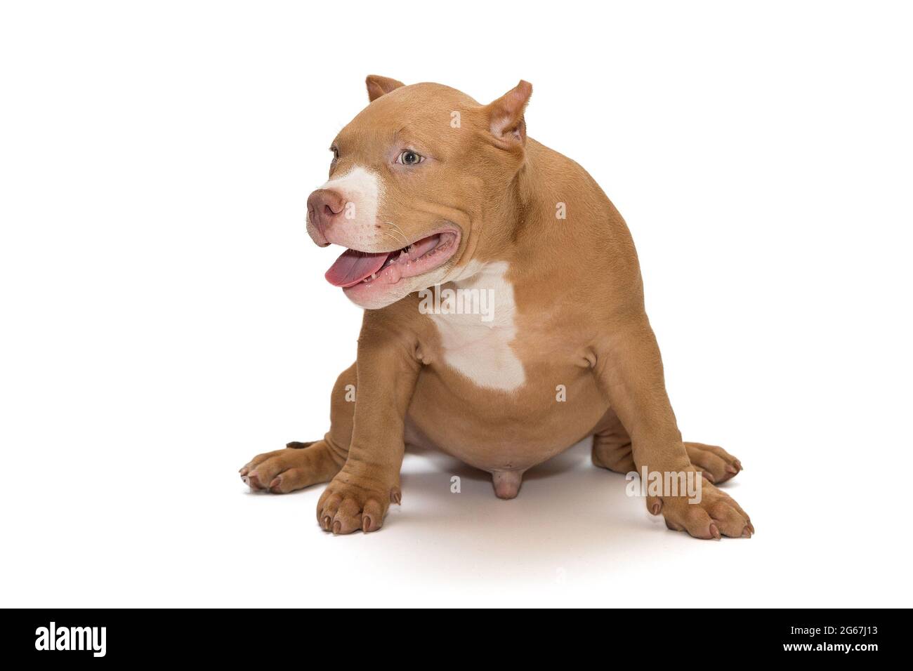 Small, funny American bully puppy, isolated on white background Stock Photo
