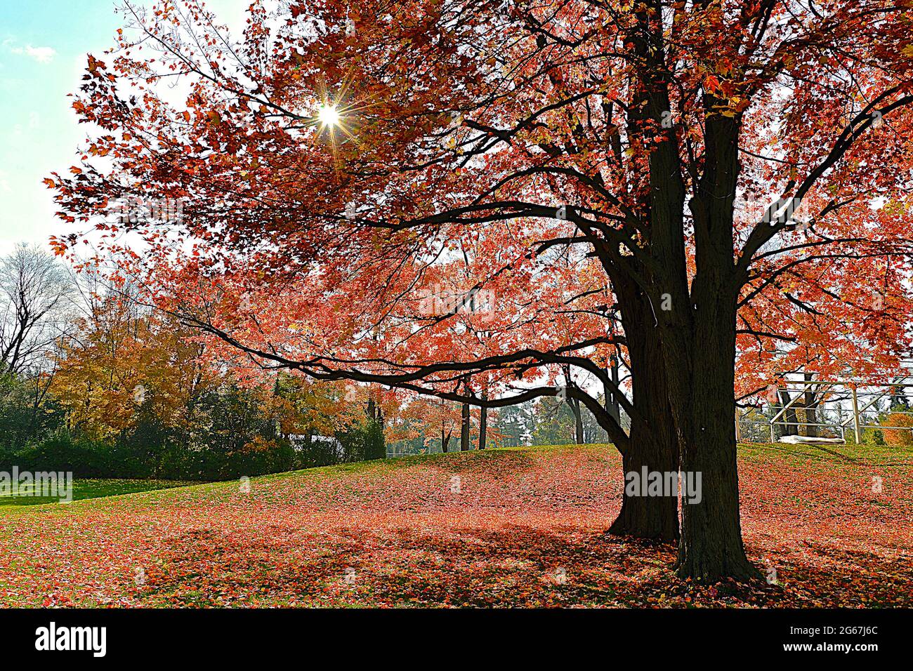 Sunrise with maple tree leaves covered the ground and lens flare Stock ...