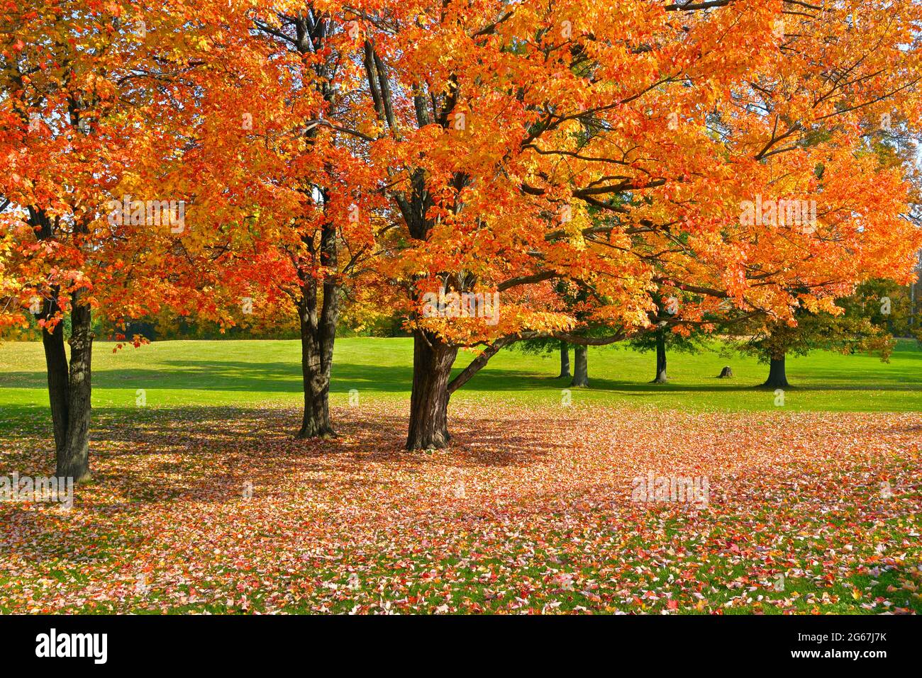 Maple tree leaves covered the ground in autumn Stock Photo - Alamy