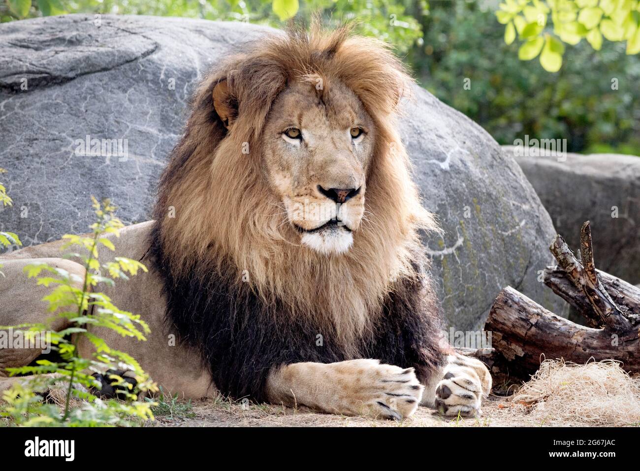 Portrait angry male lion hi-res stock photography and images - Alamy