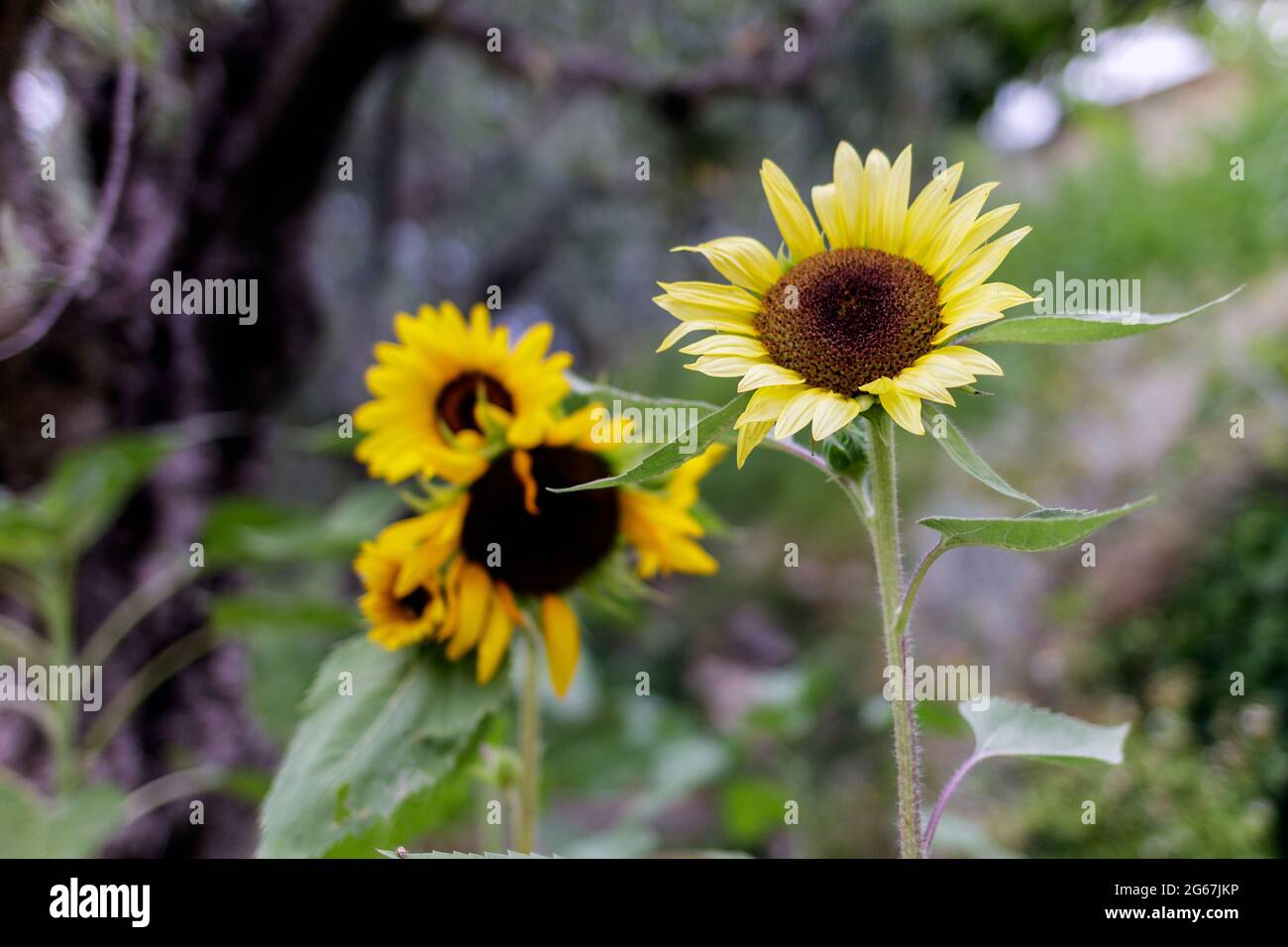 A group of sunflowers Stock Photo Alamy