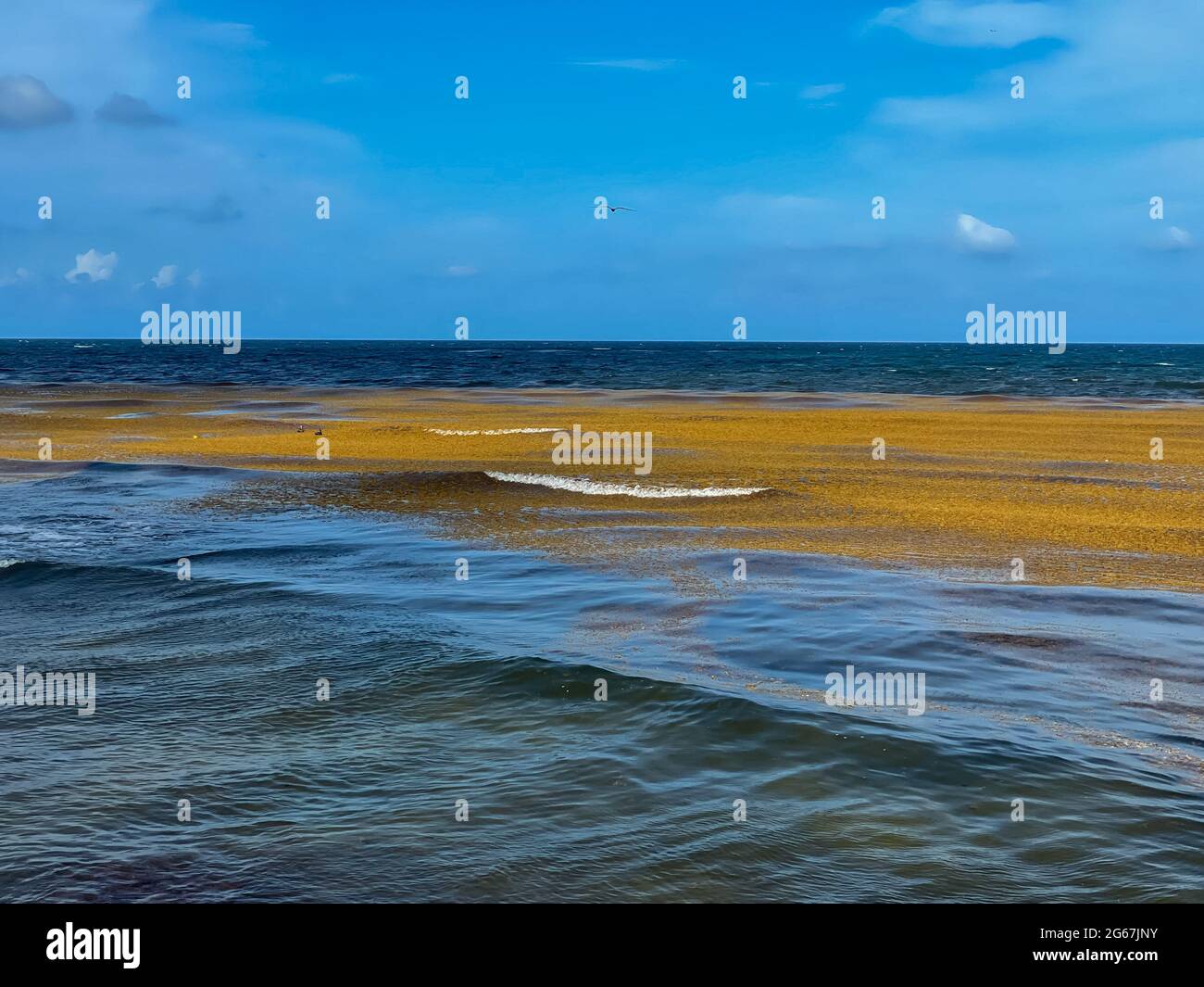 Blue waters of Tulum, Mexico with expanses of seaweed in the waves