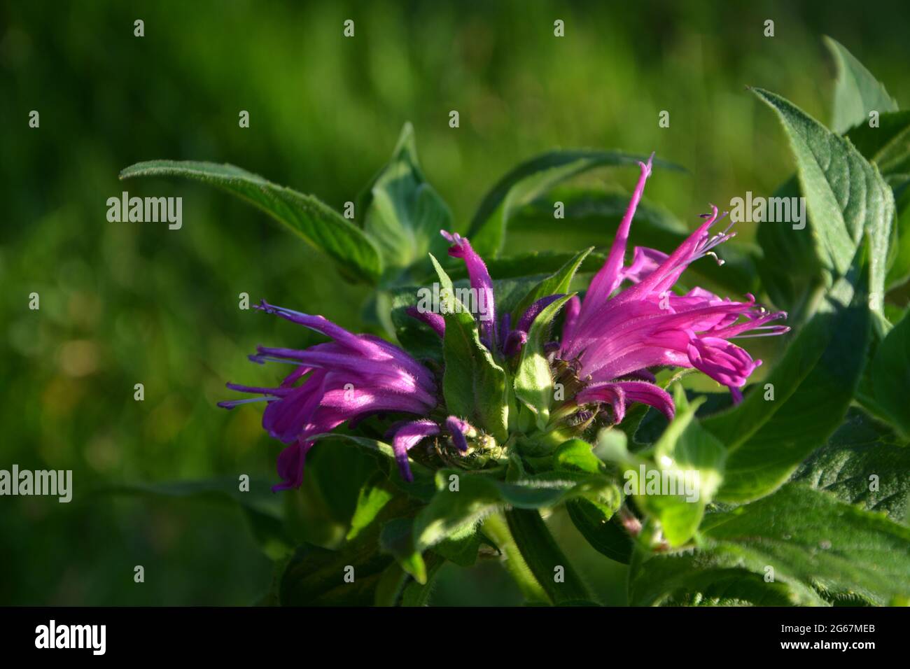 Bee Balm Cambridge UK Stock Photo