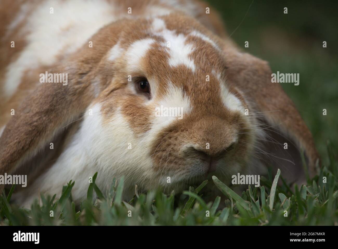 Closeup portrait of cute Lop Rabbit (Oryctolagus cuniculus) long ears staring at camera, Guatemala. Stock Photo