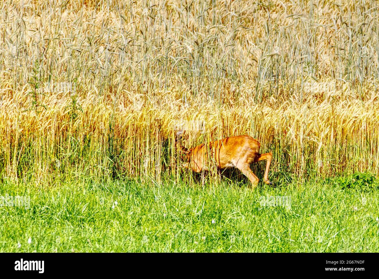 deer on the meadow against grain field Stock Photo