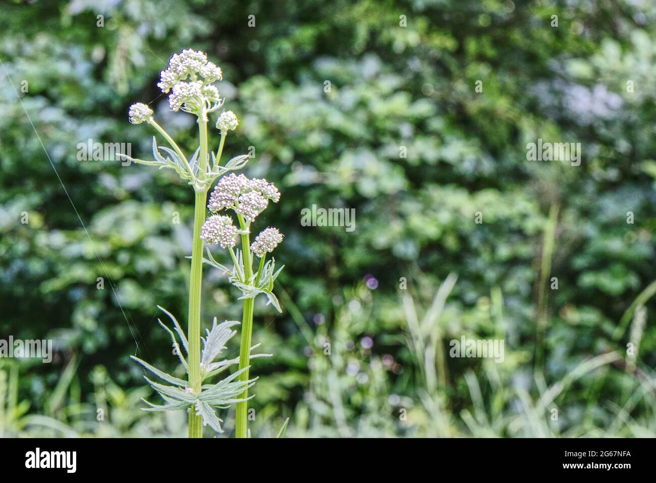 close up of flowering plant Stock Photo