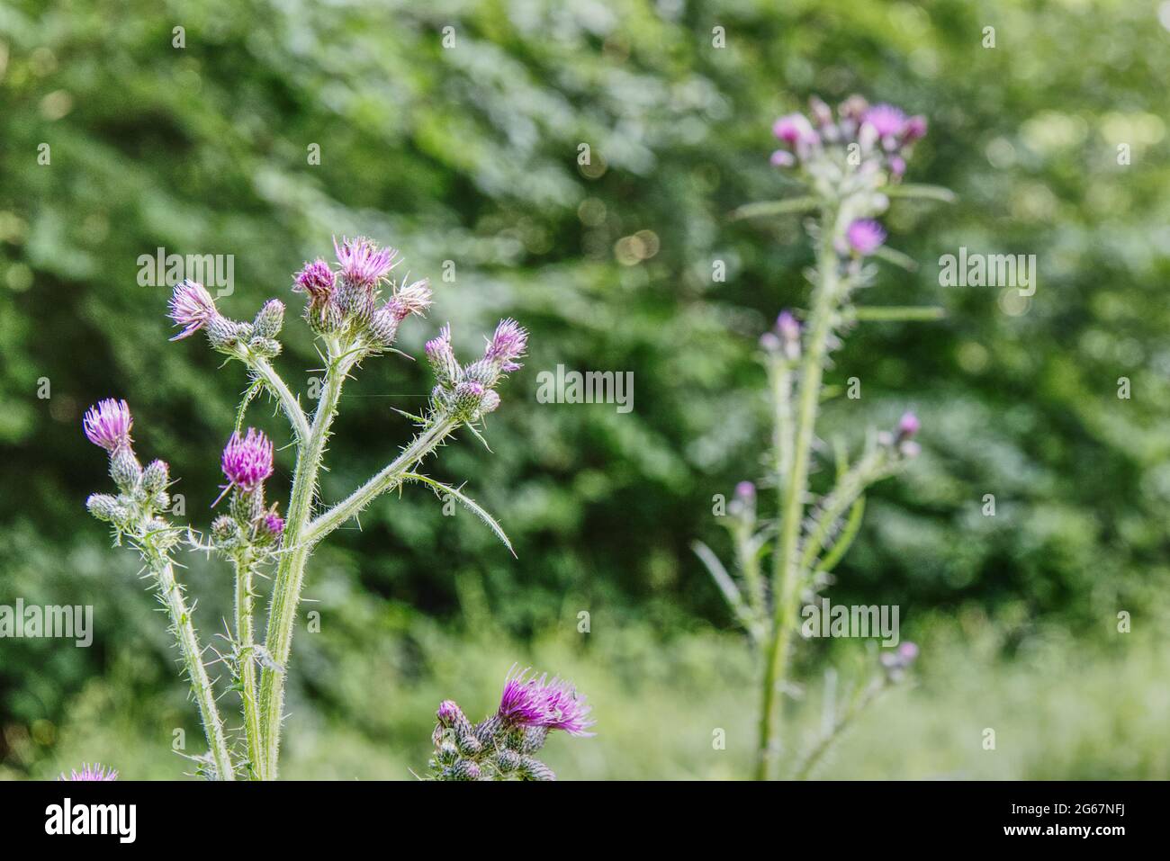 close up of a blooming thistle plant Stock Photo