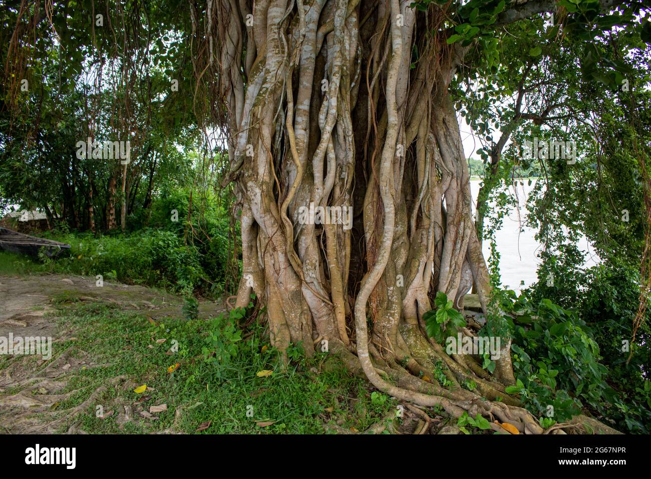 Picture of the roots of a large Banyan tree along the river. A banyan ...