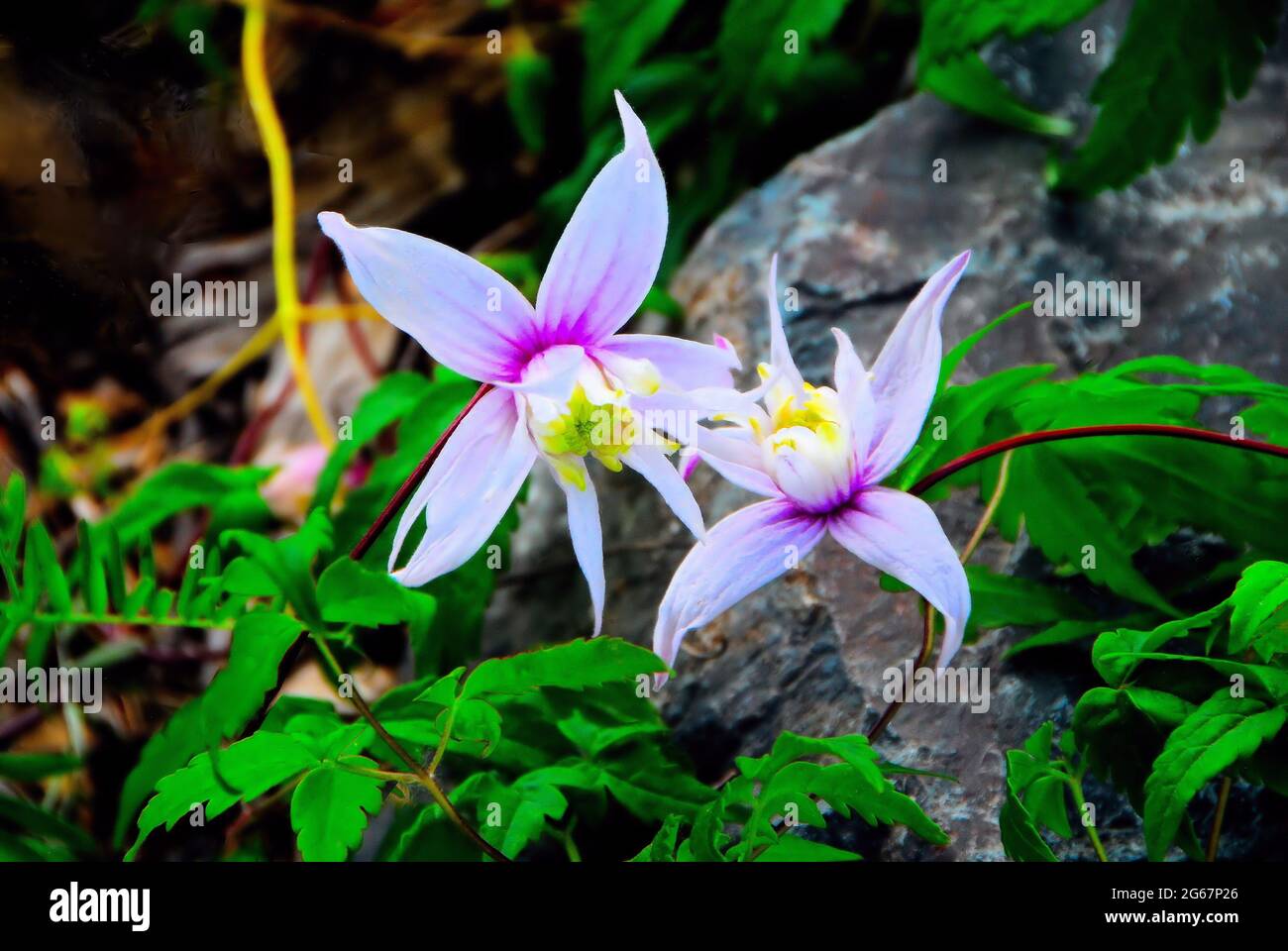 Two white Clematis flowers with some magenta on them growing on a vine across a rock in a local garden. Stock Photo