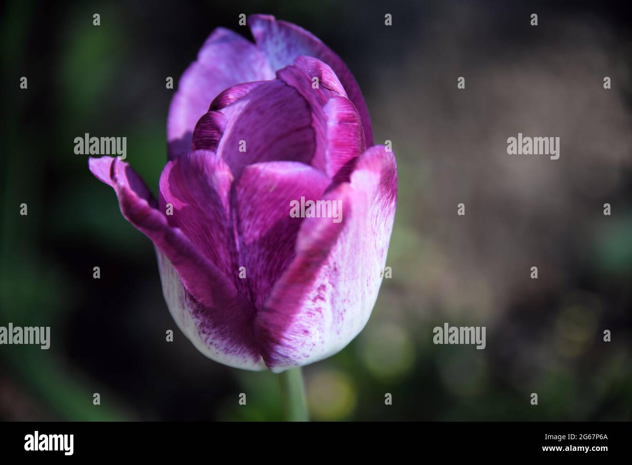 A purple and white tulip blooming  in the sun in springtime. Stock Photo