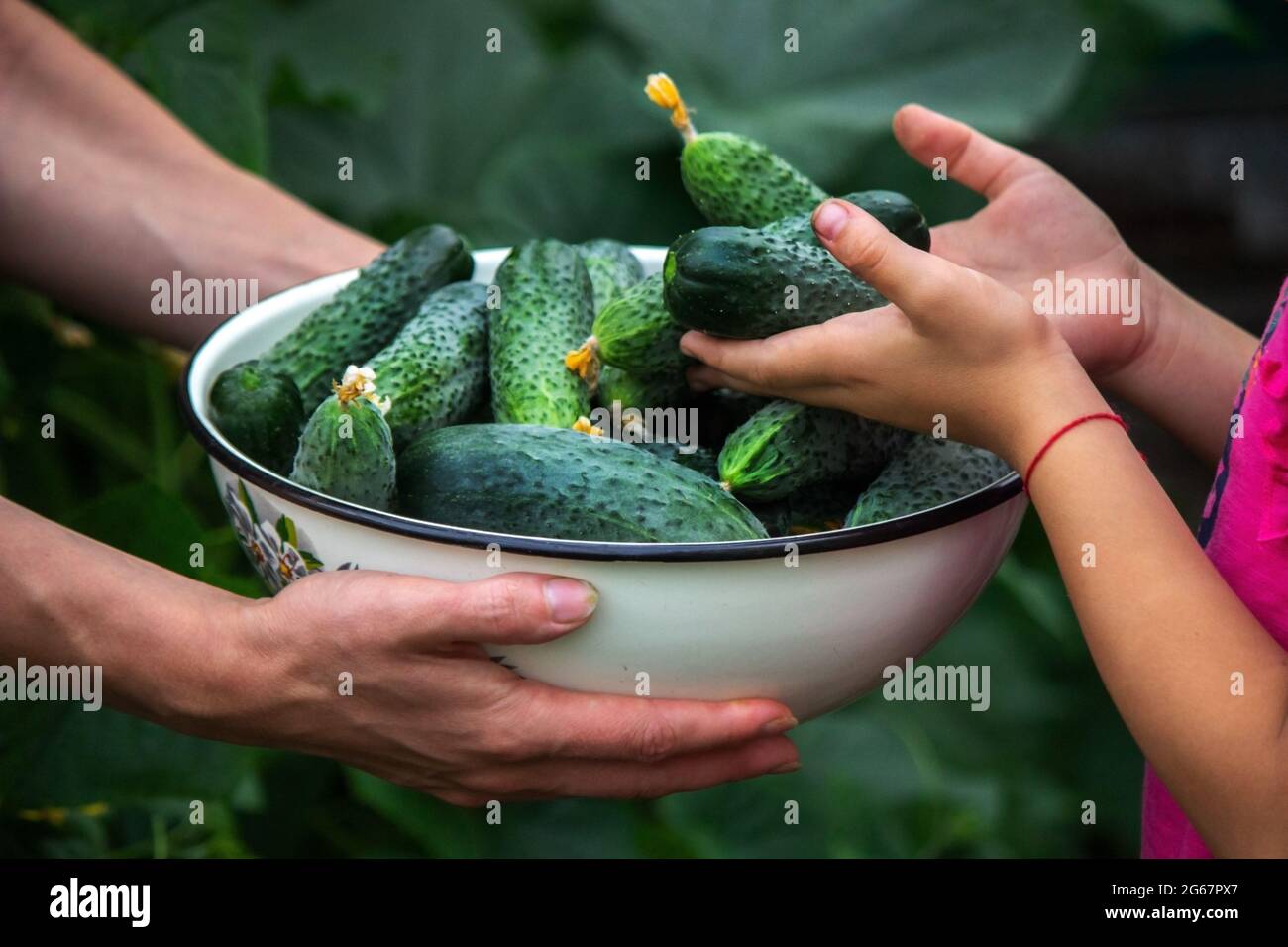 Fresh cucumber on a man's hand in the garden, a good harvest. Selective focus Stock Photo
