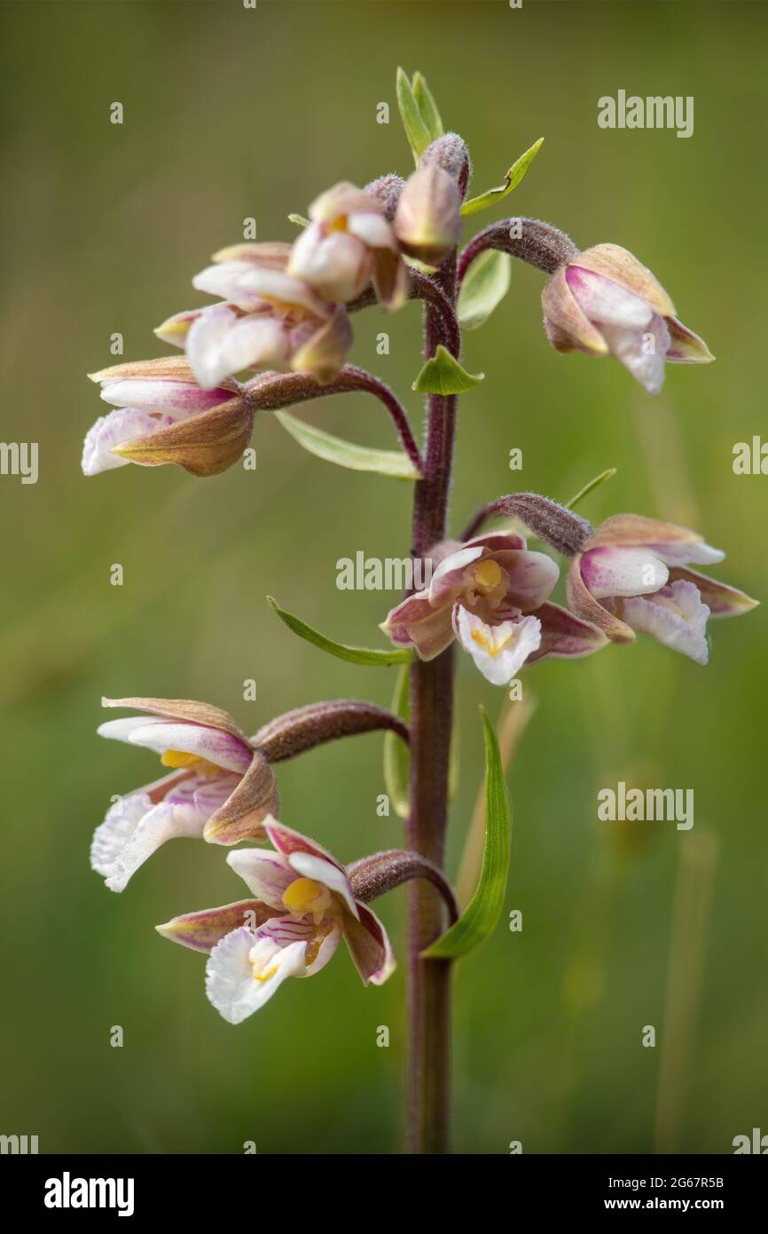 Marsh Helleborine, Epipactis palustris. Closeup detail. Stock Photo