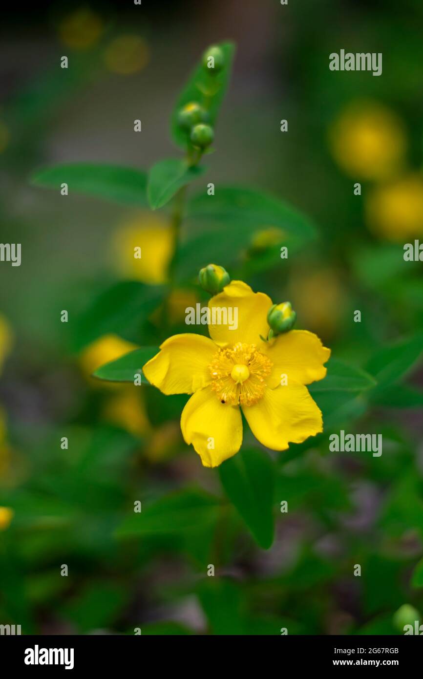 Great St-John's wort also known as Rose-of-Sharon or Jerusalem star. Hypericum calycinum yellow flowers in the summer. Stock Photo