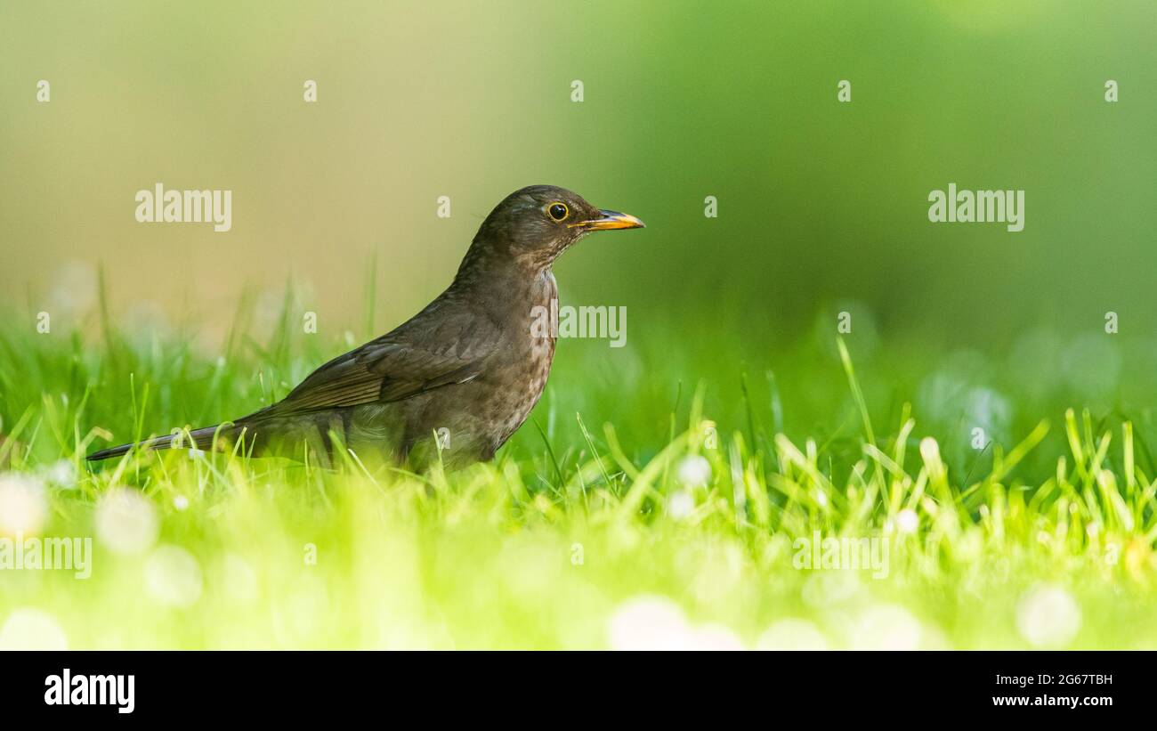 Female of Blackbird, Turdus merula on a grass Stock Photo