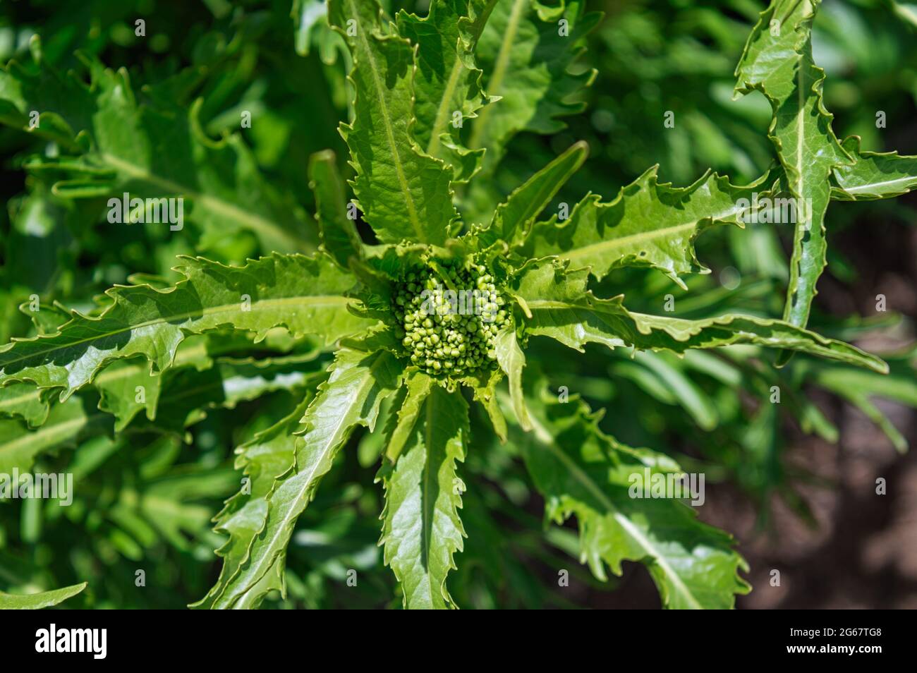 Closeup shot of bitter lettuce plant leaves on a blurred background Stock Photo