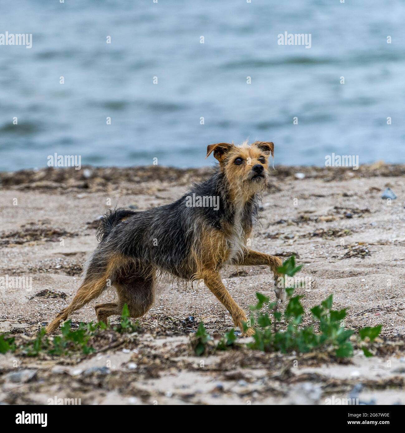 Hund spielt am Strand Stock Photo