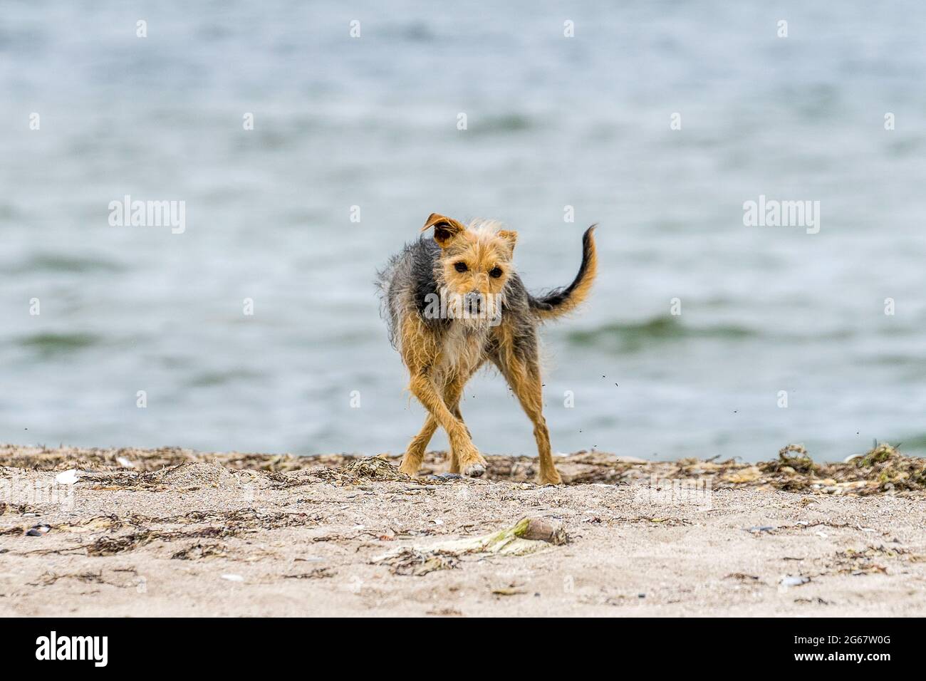 Tanzender Hund am Strand Stock Photo