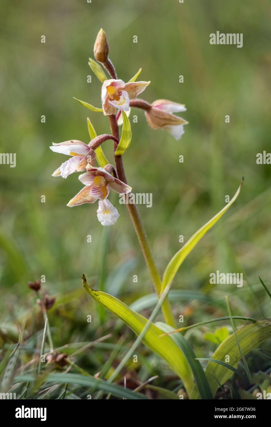 Marsh Helleborine, Epipactis palustris. Devon, UK. Stock Photo