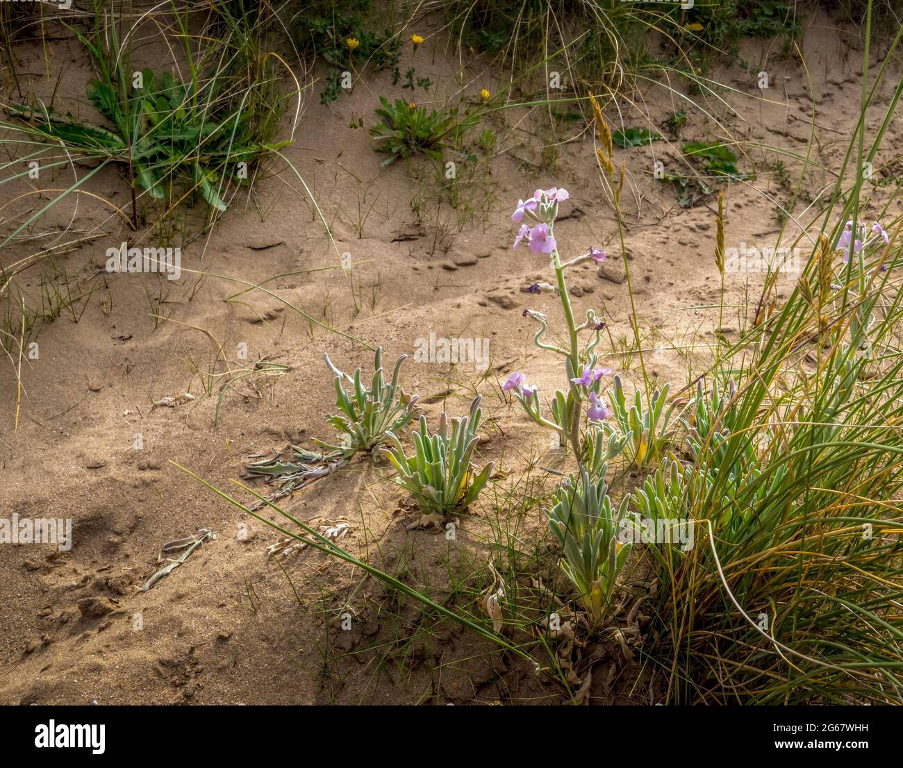 Sea stock plant aka Matthiola sinuata growing on sand dune, UK. With purple flowers. Stock Photo
