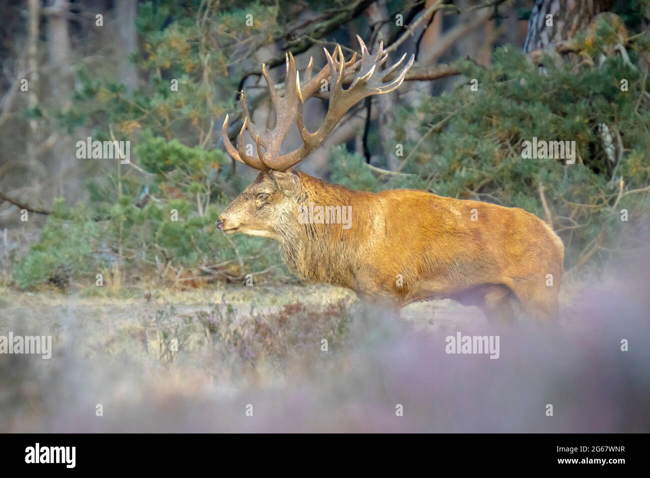 Red deer male, cervus elaphus, rutting during mating season on a field ...