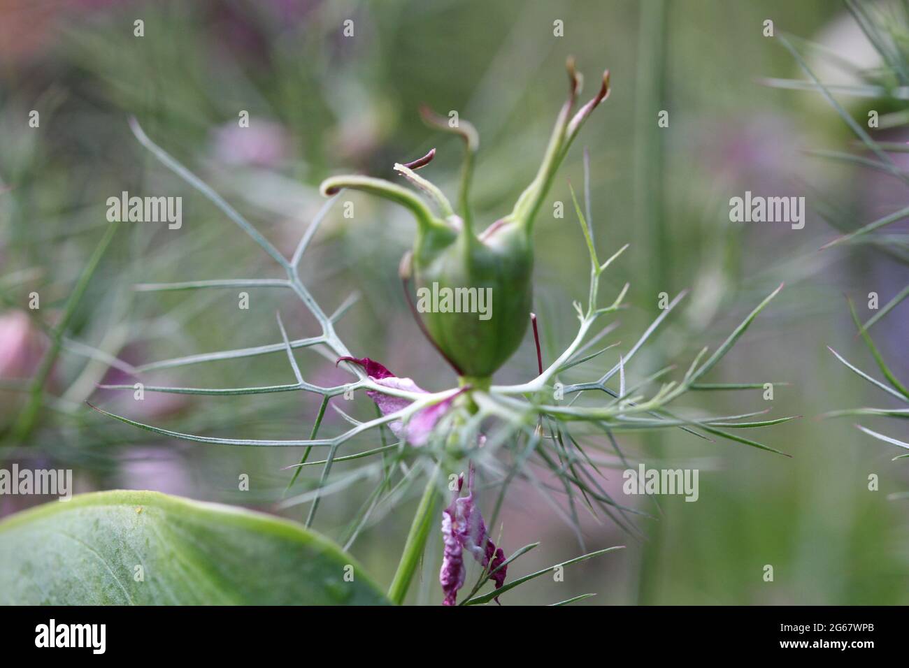 Nigella seed pod Stock Photo Alamy