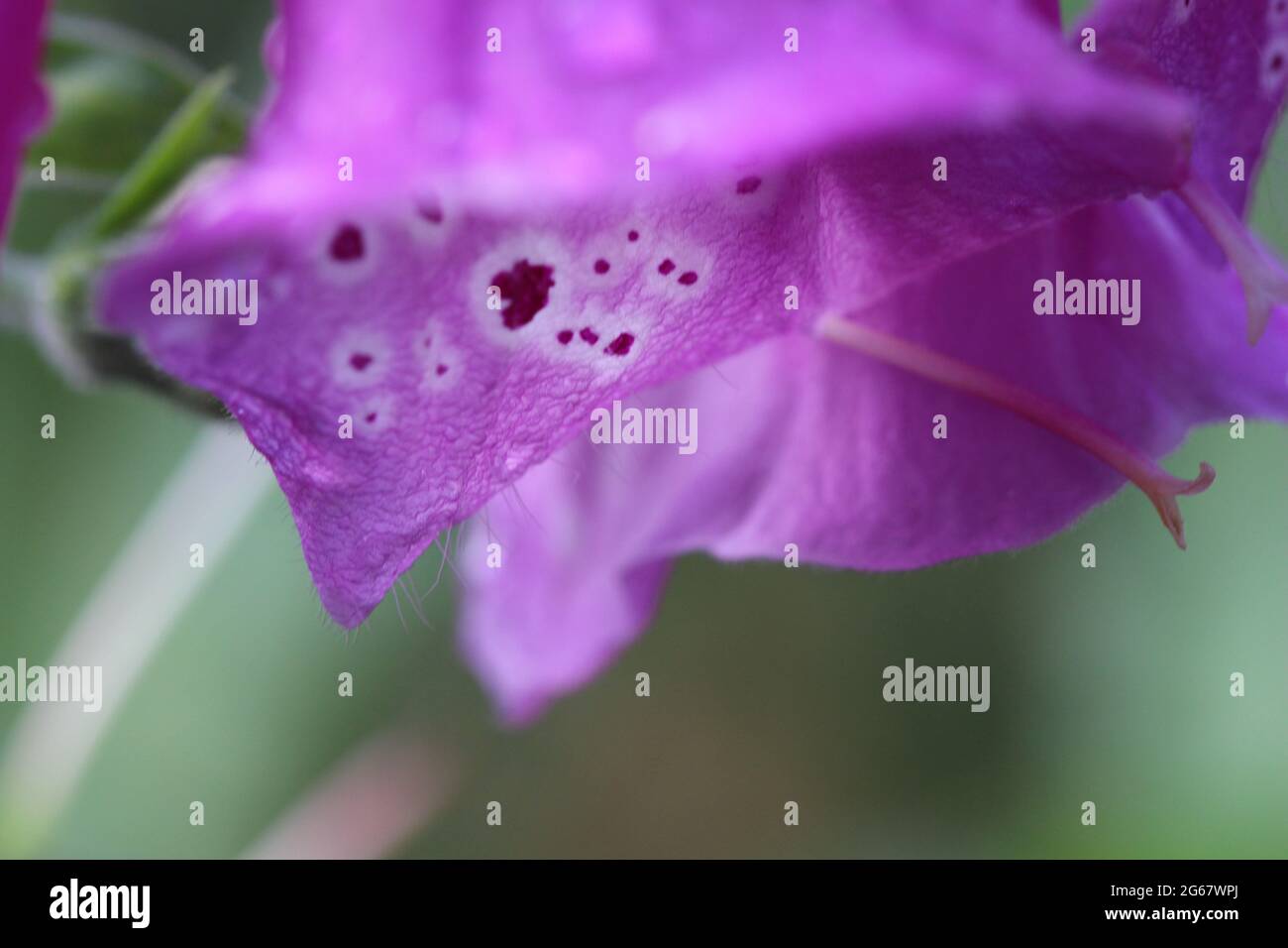 Nectar guide flower hires stock photography and images Alamy