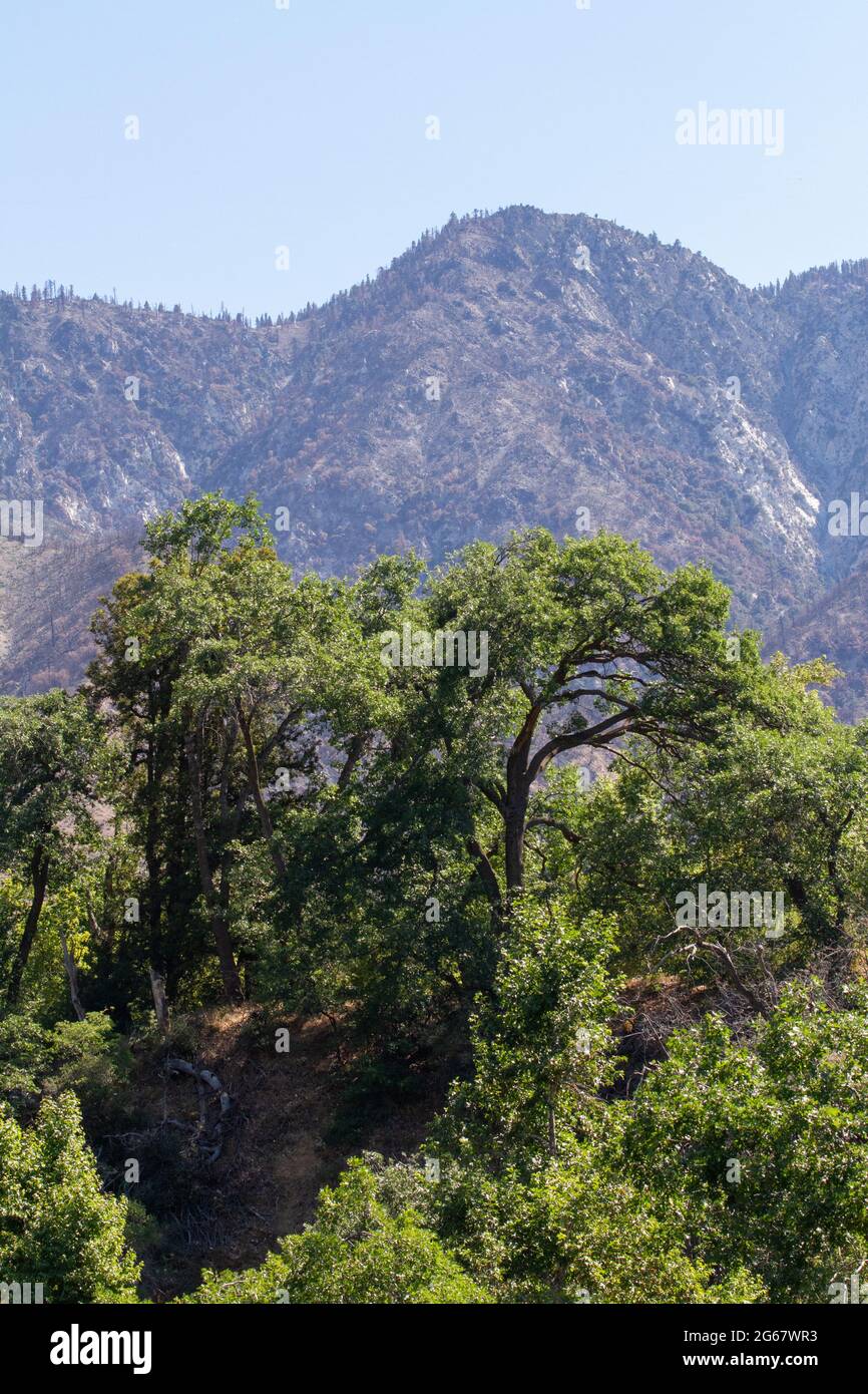 Tree in Oak Glen Preserve with mountains in the background Stock Photo
