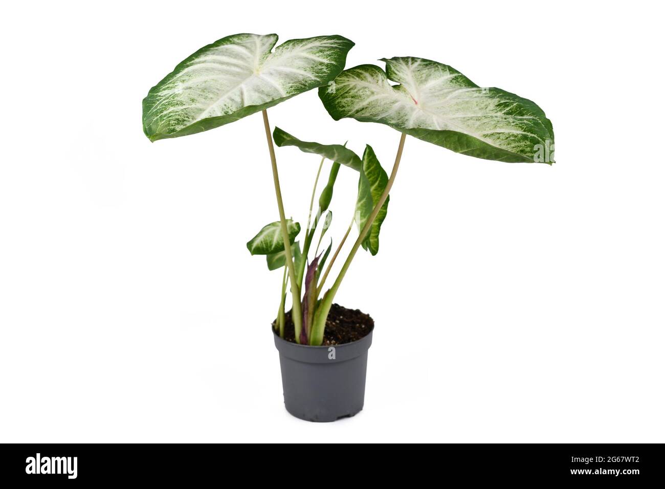 Exotic 'Caladium Aaron' houseplant with white and green large leaves in flower pot isolated on white background Stock Photo