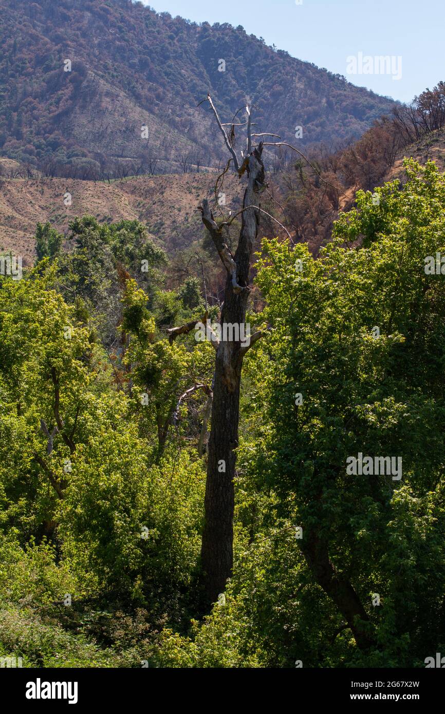 Tree in Oak Glen Preserve with mountains in the background Stock Photo