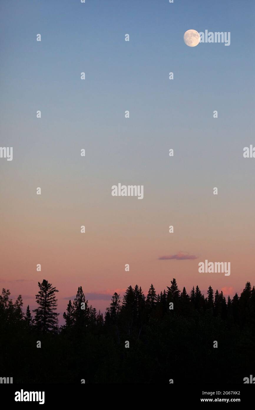 Moonrise over spruce forest at twilight. Stock Photo