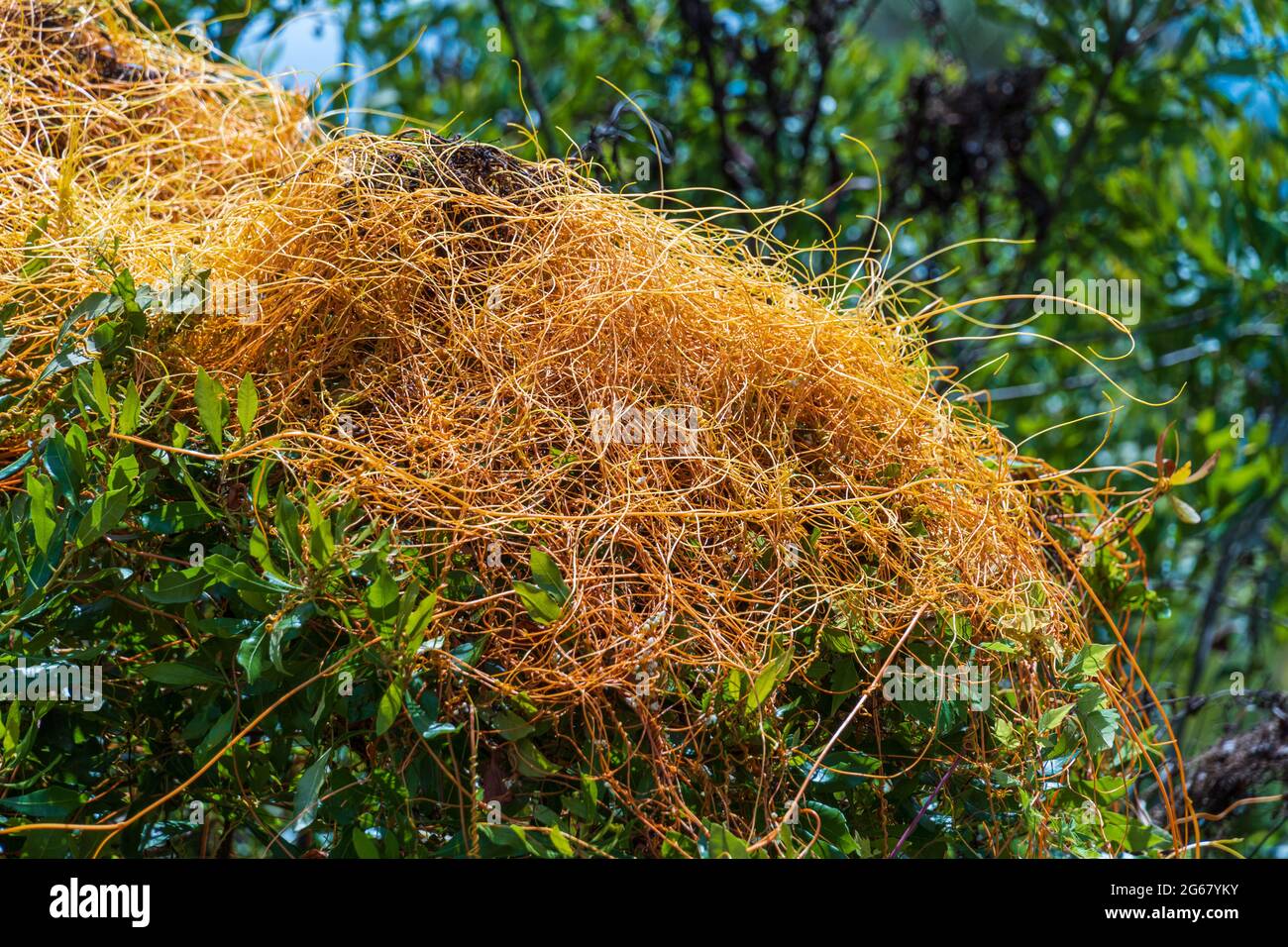 Parasitic dodder vine (Cuscuta) Crystal River, Florida, USA Stock