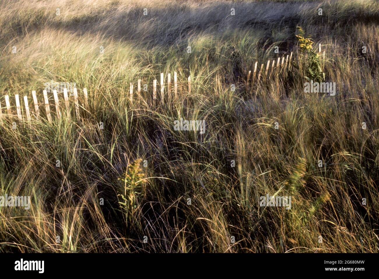 Beach grass and a fence in West Dennis, Massachusetts Stock Photo