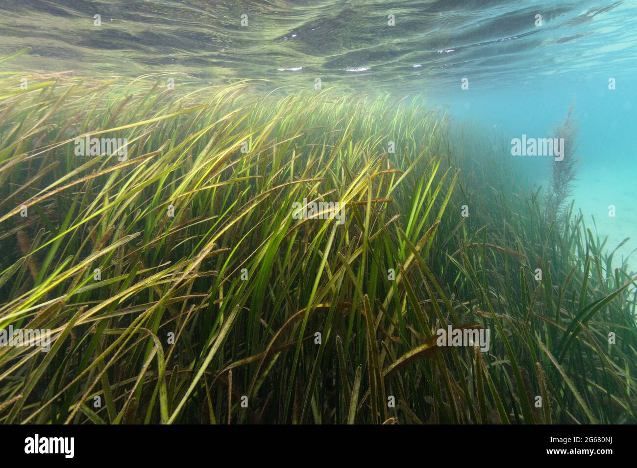 Seagrass meadow in shallow sea, Channel Islands, UK. Stock Photo