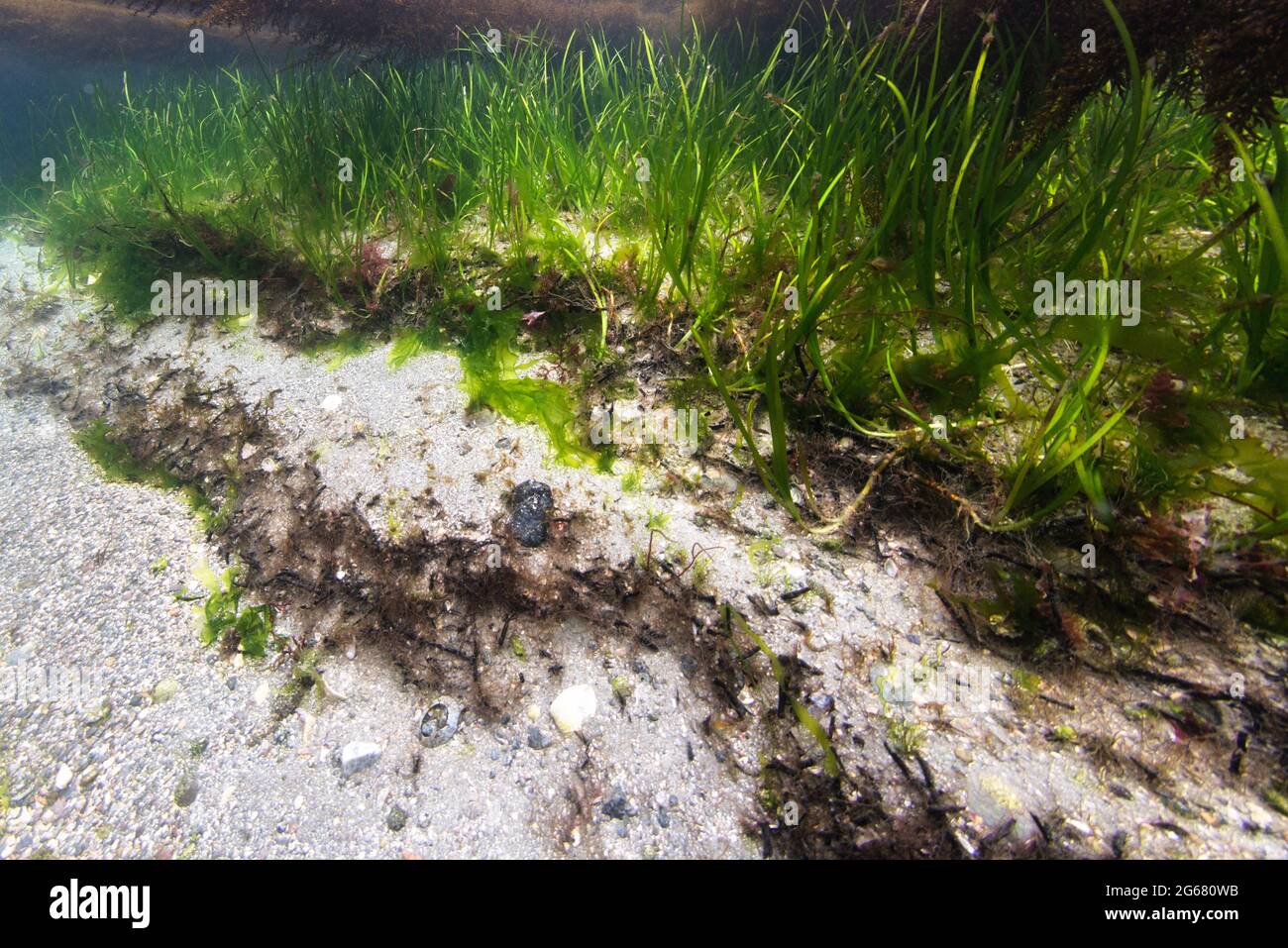 Seagrass meadow with eroded seabed showing roots and layers of old plant material. This old material locked up carbon. Stock Photo