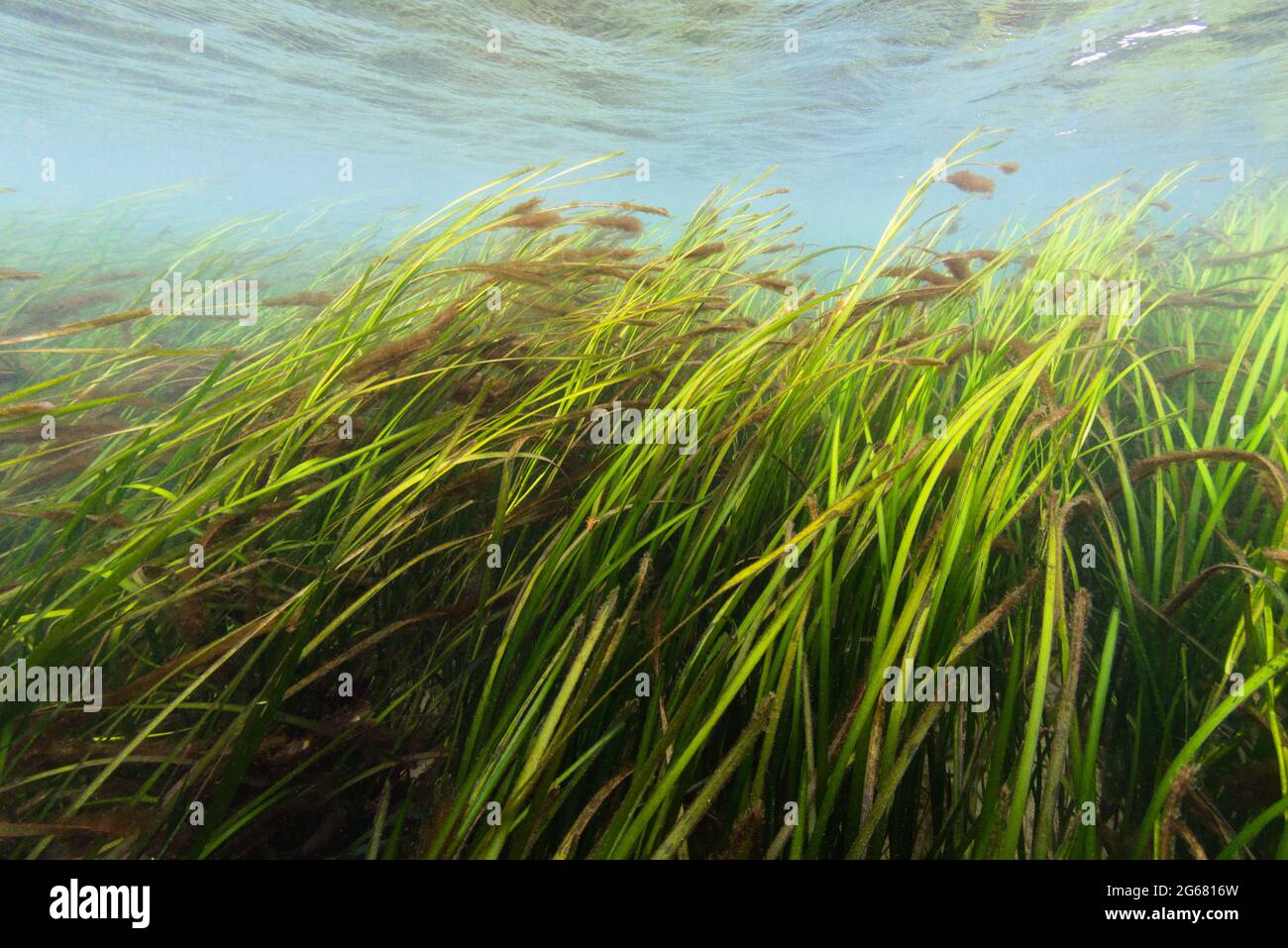 Seagrass meadow carbon hires stock photography and images Alamy