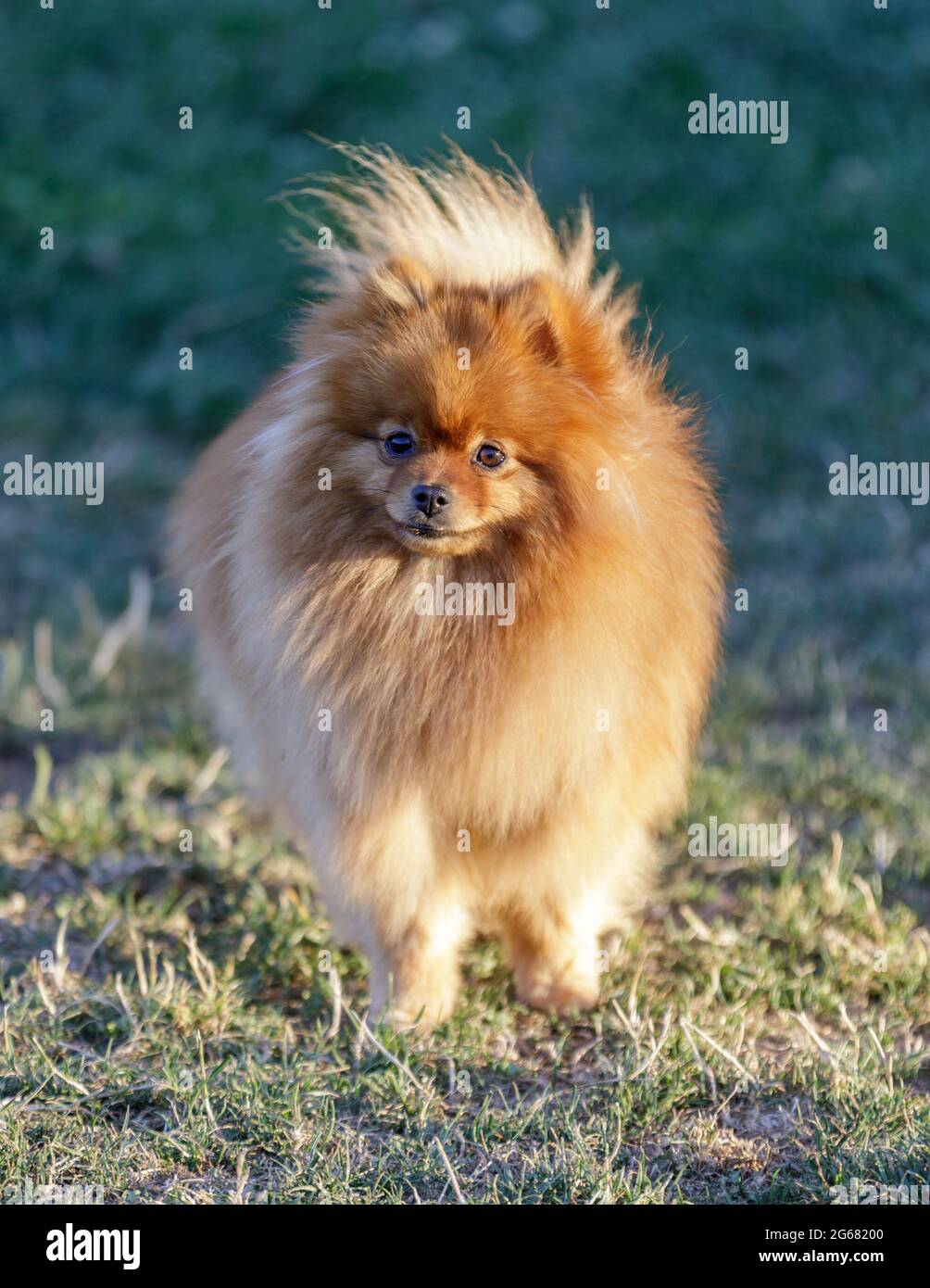 2-Year-Old Male Puppy Pomeranian Portrait. Off-leash Dog Park in Northern California. Stock Photo