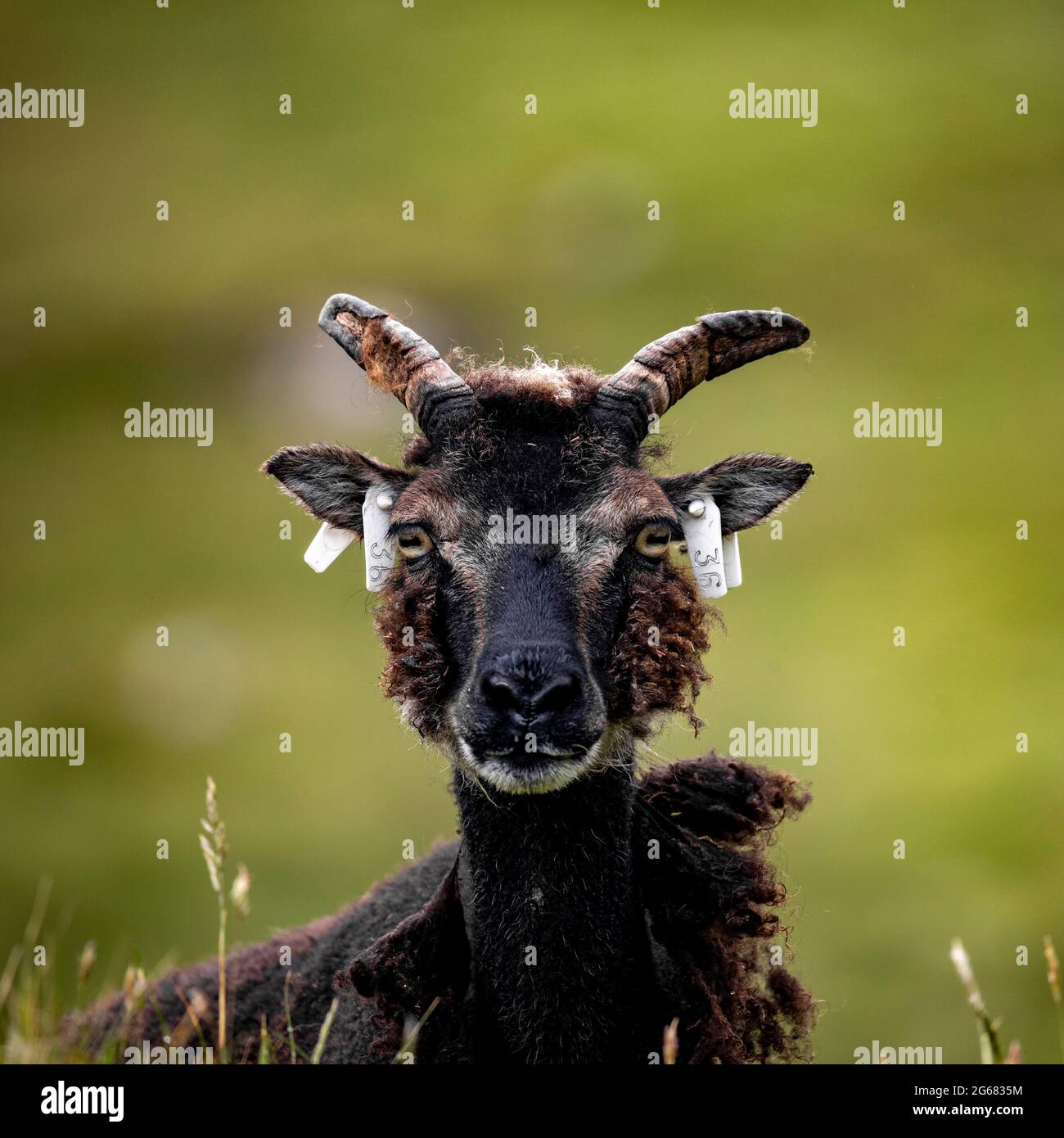 Soay feral Sheep on Hirta, St Kilda, Scotland Stock Photo Alamy